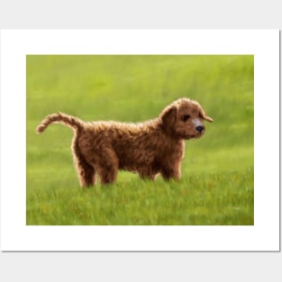 A Cockapoo Puppy (Named Sunny) Posters and Art